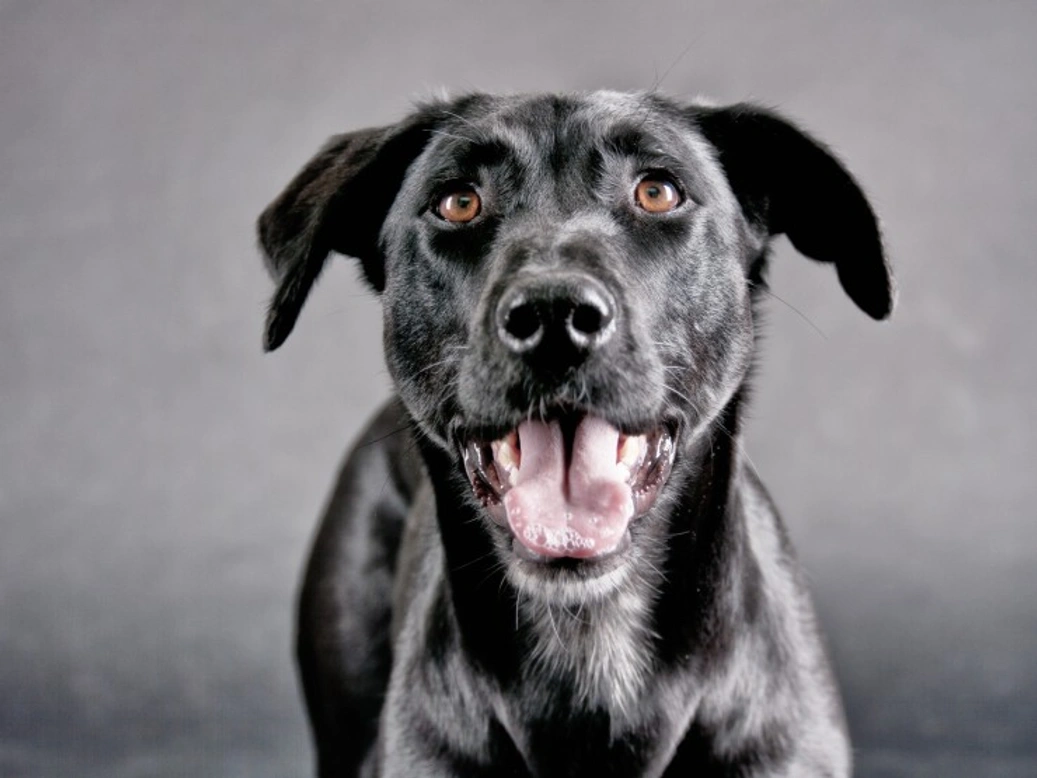 Living with Dogs That Are Not Spayed or Neutered: What to Know