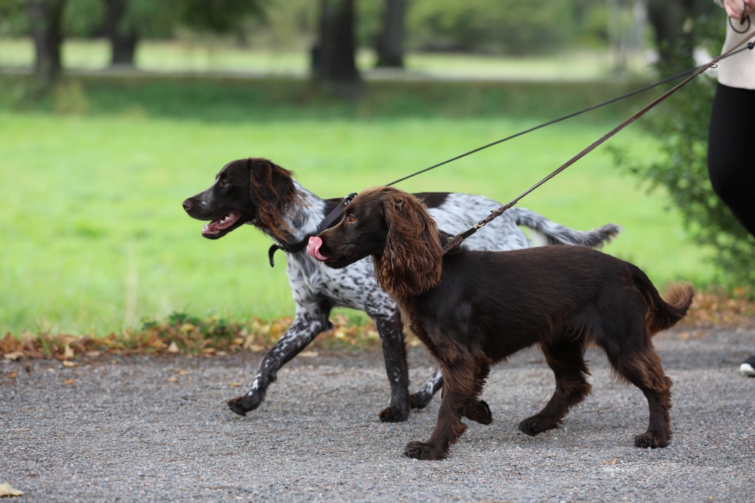 Animal Welfare Legislation in the UK: What You Need to Know