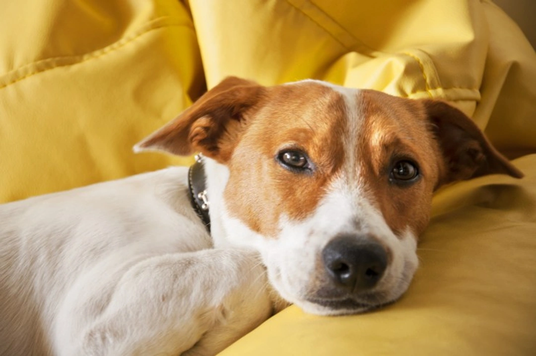 5 Causes of Dog Depression and How to Help Your Dog