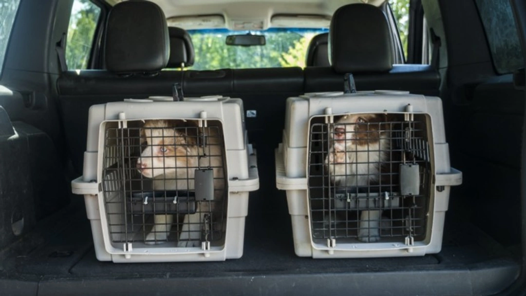 Tricks and techniques used by both puppy thieves and puppy farmers