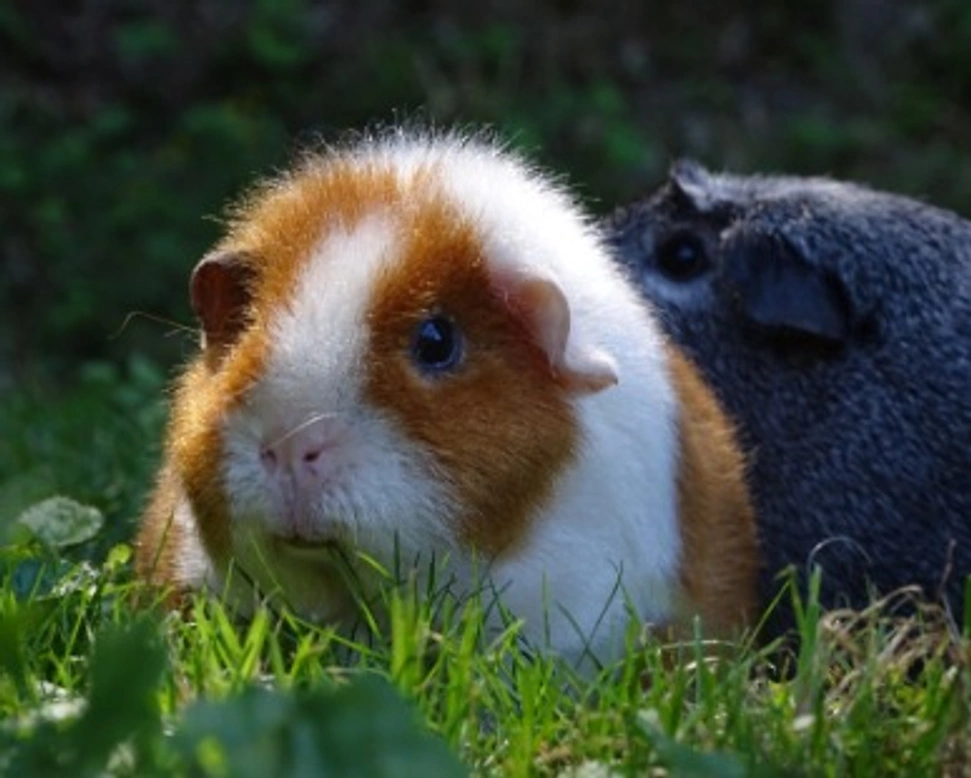 Porcellini d'india come animale domestico? Info, consigli e guida