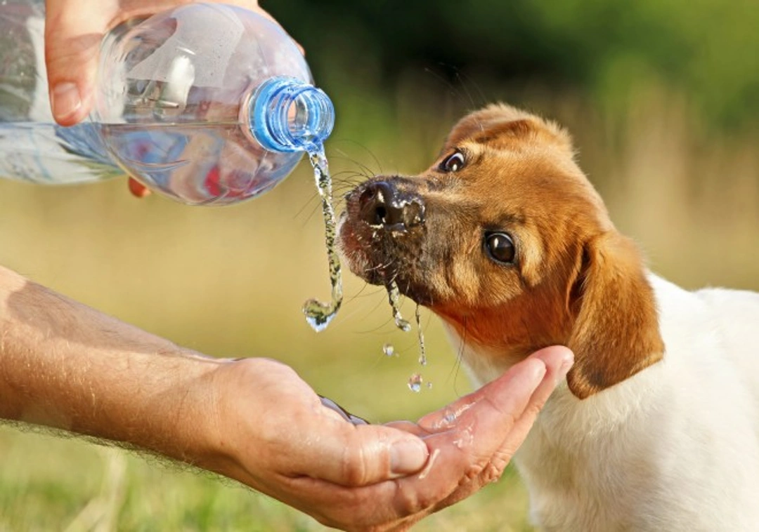 How to Rehydrate a Sick Dog Safely and Effectively