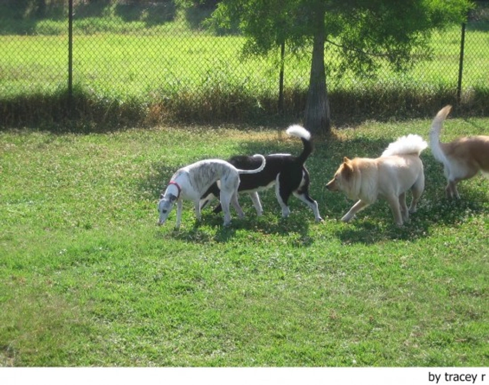 Cebo envenenado. Cuidado con lo que comen por ahí