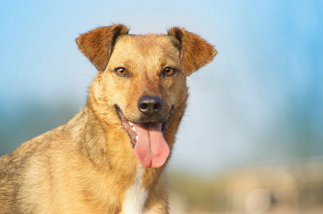 5 Tips to Help Your Diabetic Dog Live a Long Healthy Life