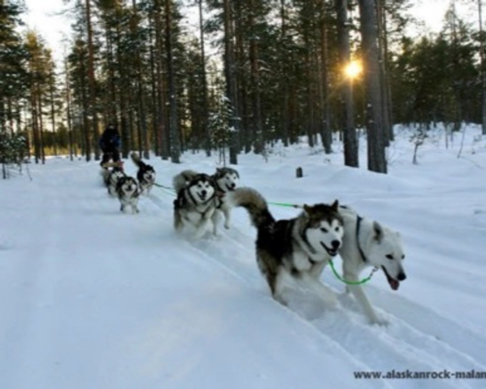 L'Alaskan Malamute e il lavoro - Parte terza