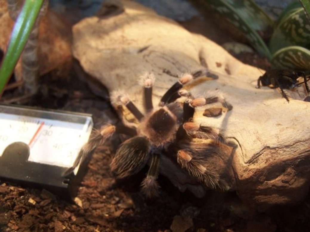 All about tarantula feeding: live food and care tips