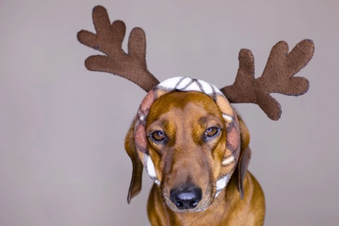 Christmas and Your Dog: Keep Your Dog Safe This Holiday