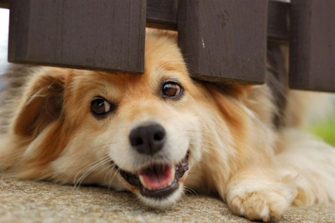 10 Steps to Resolve Serious Separation Anxiety in Dogs