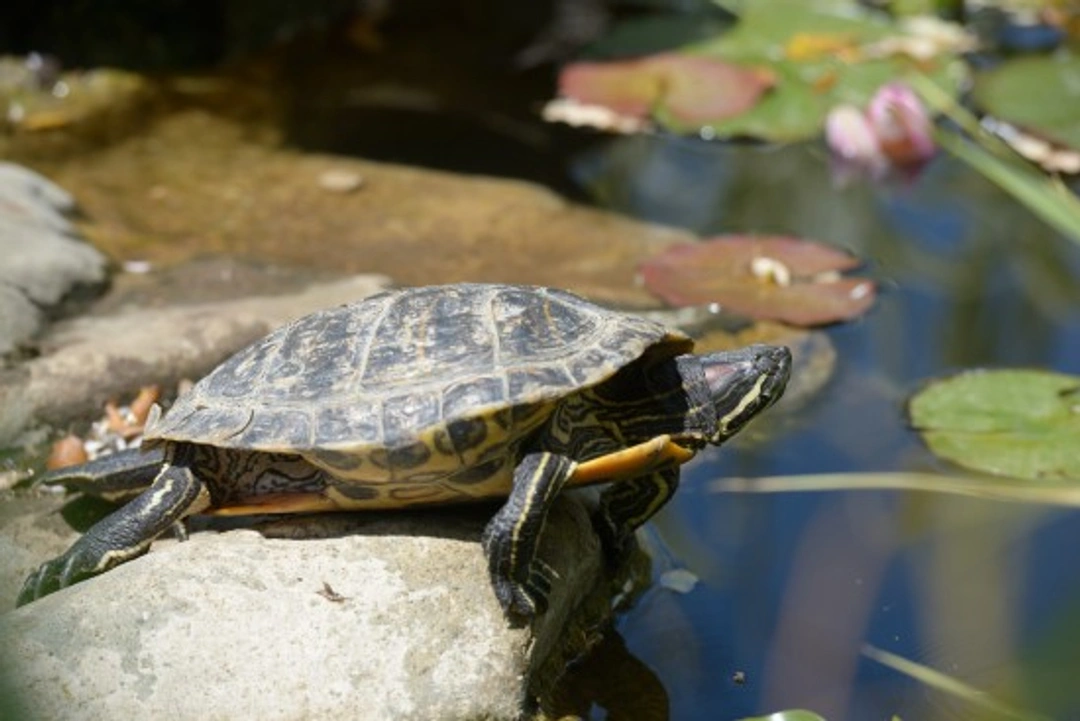 UK Pond Turtles Care: Musk Turtle Guide & Pond Tips