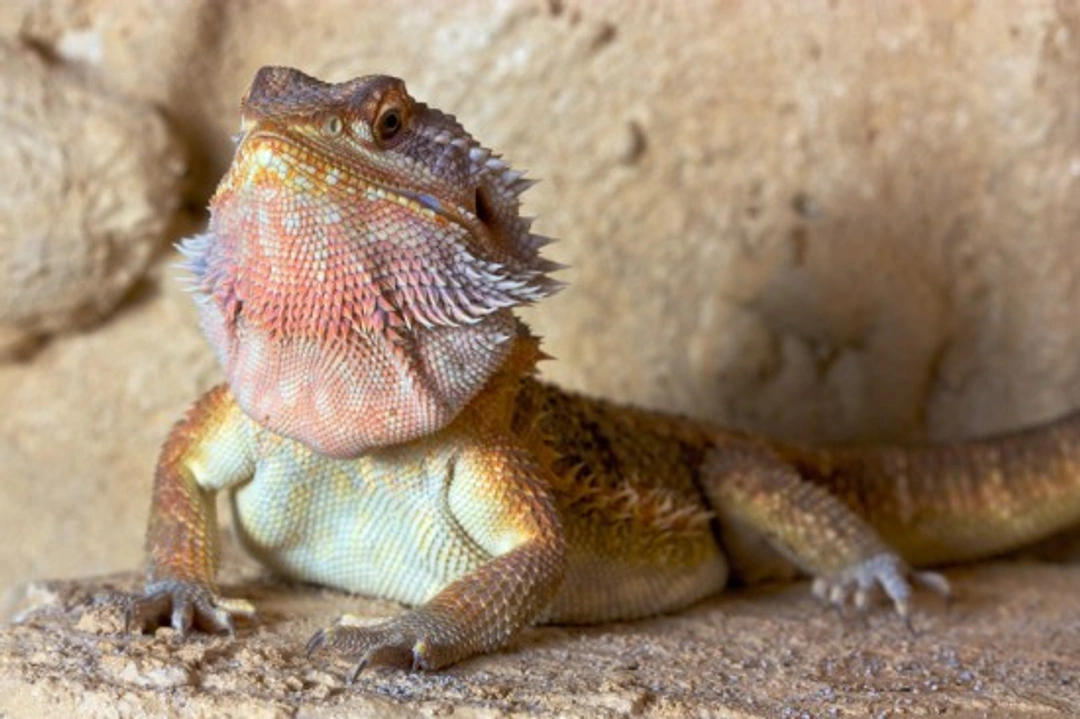 Bearded Dragons Guide for Beginners: Care Essentials