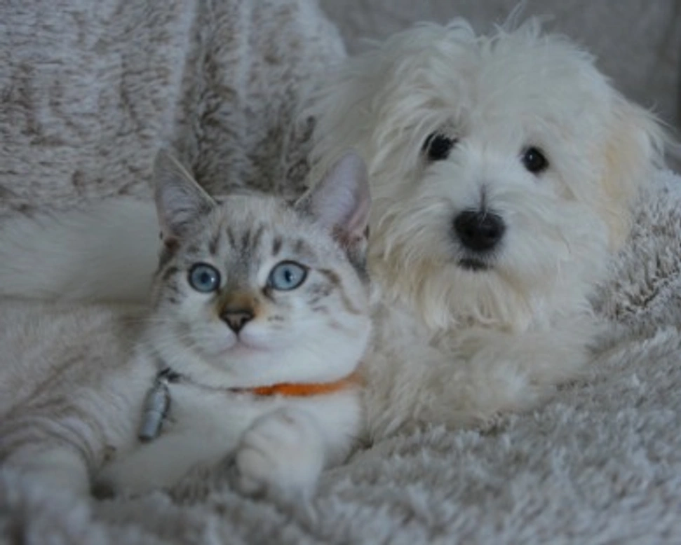 I vantaggi e il risparmio di fare pubblicità su AnnunciAnimali.it