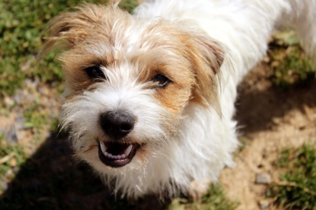 10 Signs of Bad Manners in Dogs and How to Fix Them