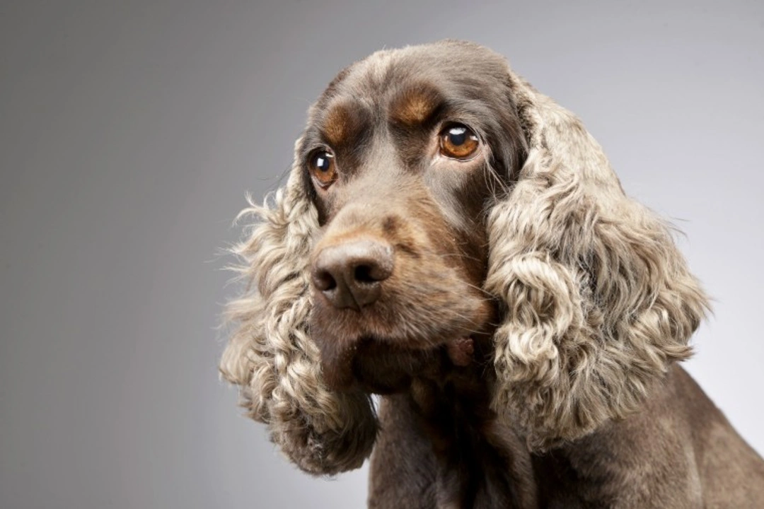 5 Real-World Problems of Big-Eared Dogs and Care Tips