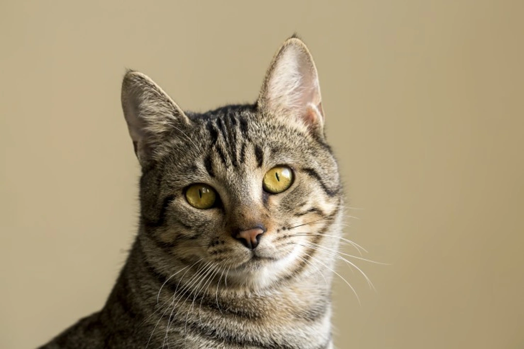 Feline Odontoclastic Resorptive Lesions (FORLs): Causes & Treatment