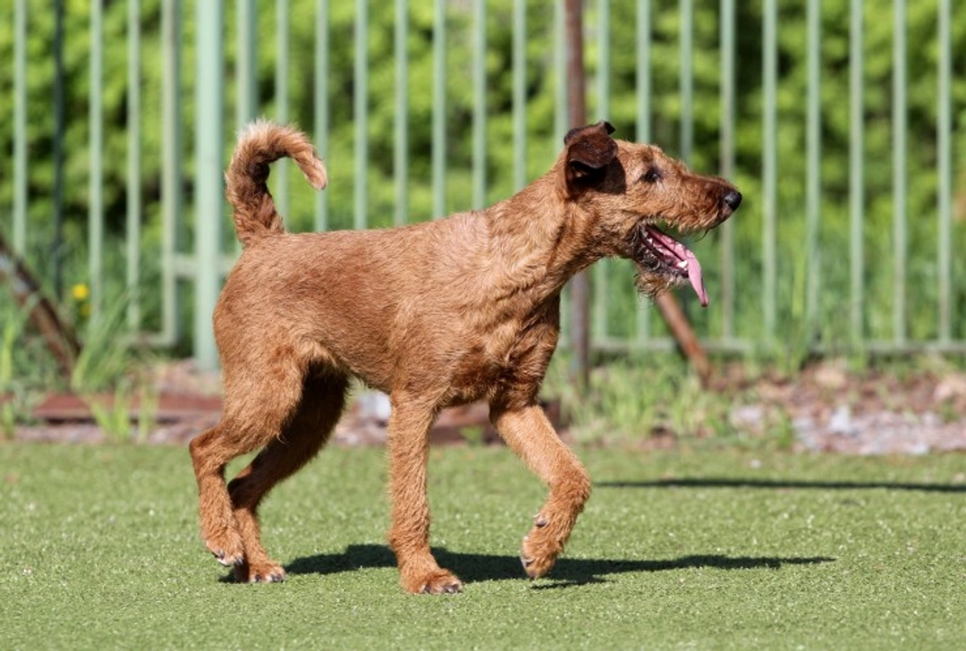 Hereditary Footpad Hyperkeratosis in Dogs: Causes & Care