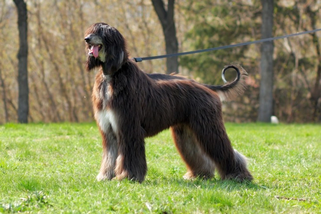 5 Key Personality Traits of the Afghan Hound