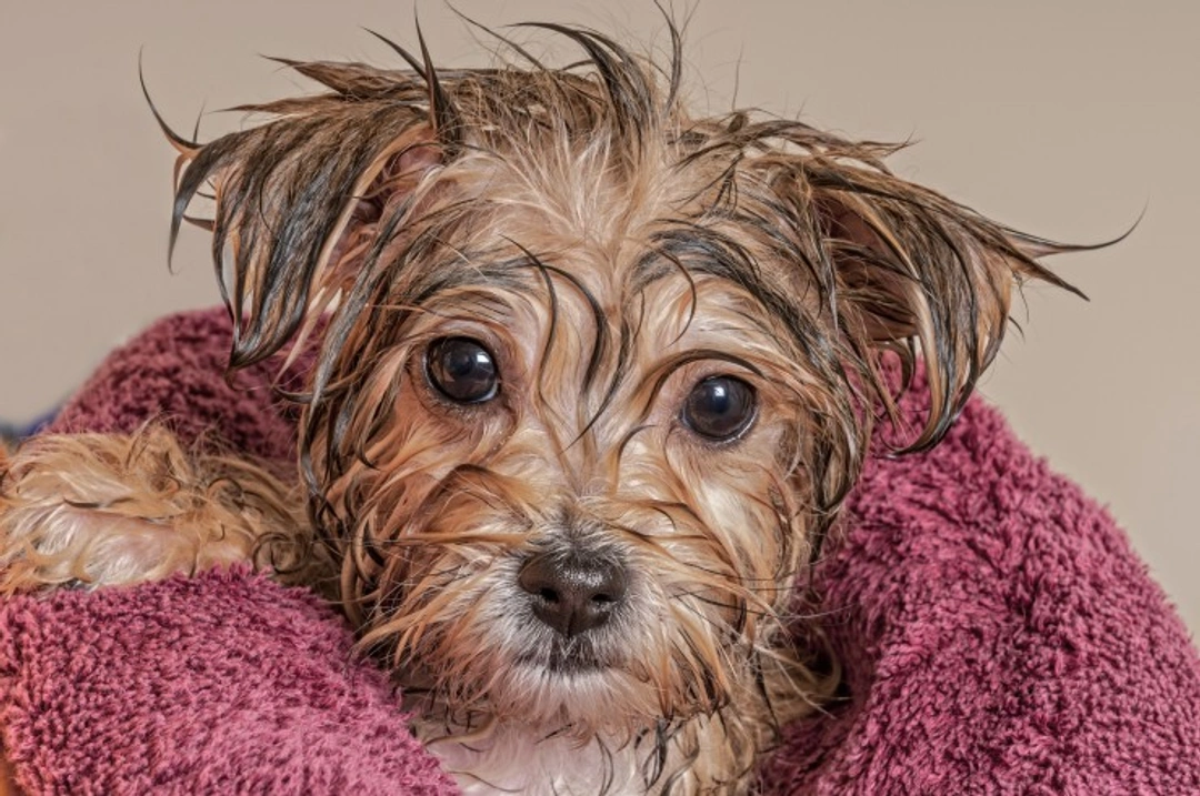 Making Bath Time Fun for Your Dog: Tips to Reduce Stress