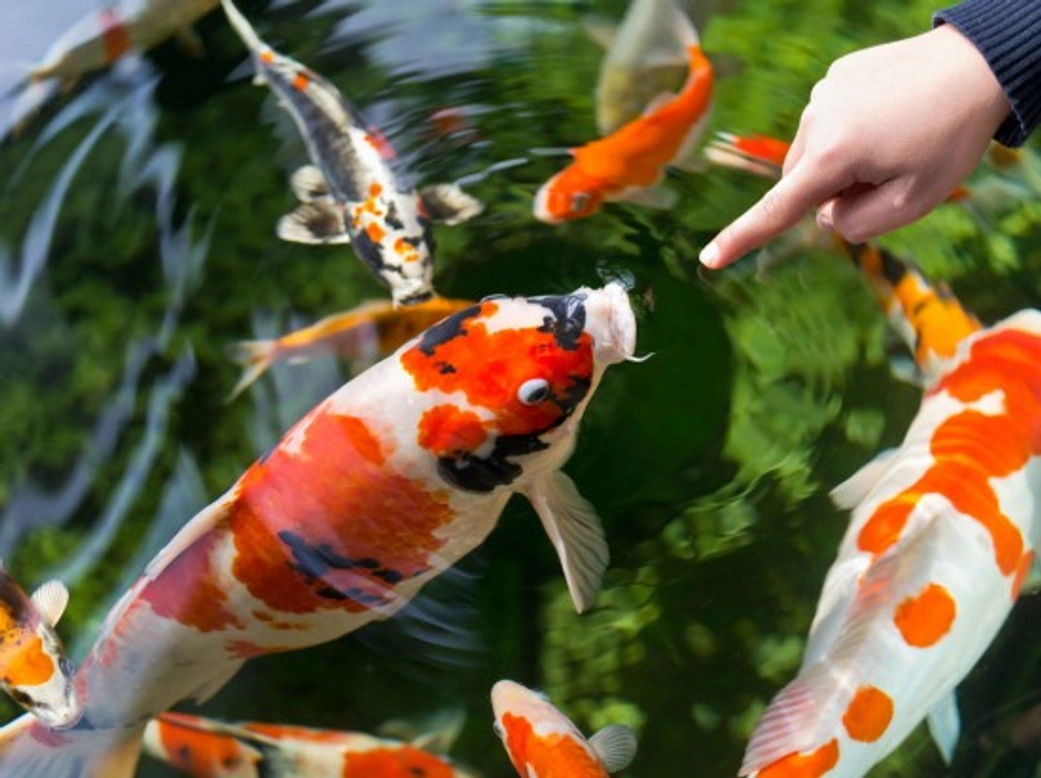Setting Up an Outdoor Pond: Choosing Goldfish or Koi