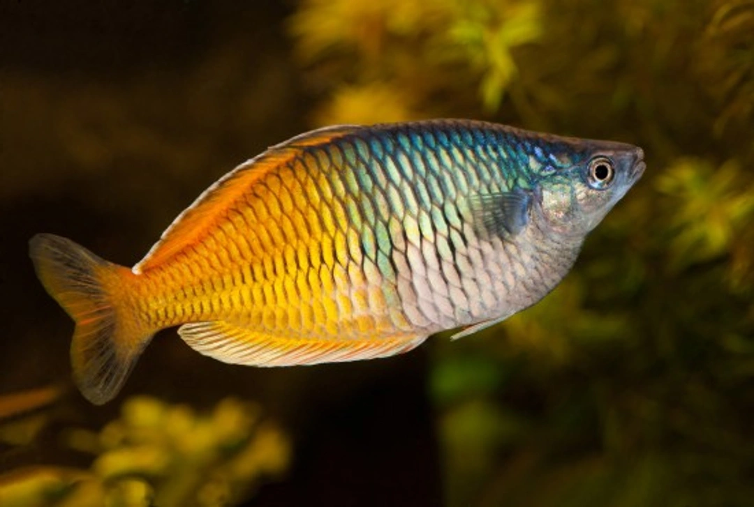 Feeding Rainbowfish Successfully: A Complete Guide