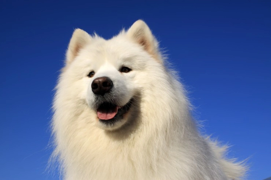 Retinal Dysplasia in Dogs: Causes, Breeds & Management