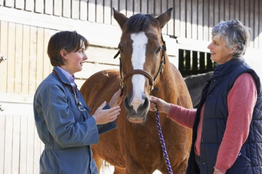 Getting a Horse or Pony Vetted Before Purchase: Essential Guide