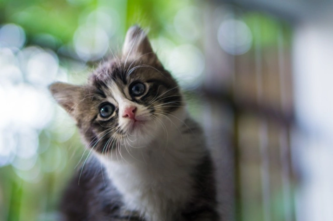 Closest Relative and Ancestor of the Domestic Moggy