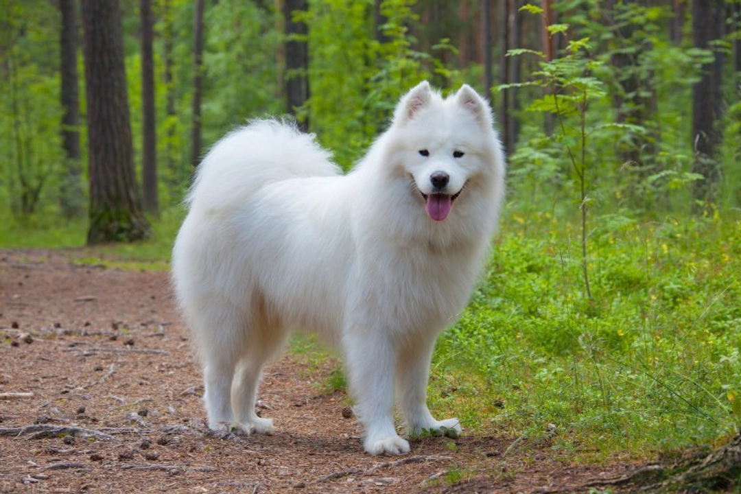 Recognising Symptoms of Kidney Failure in Samoyed Dogs