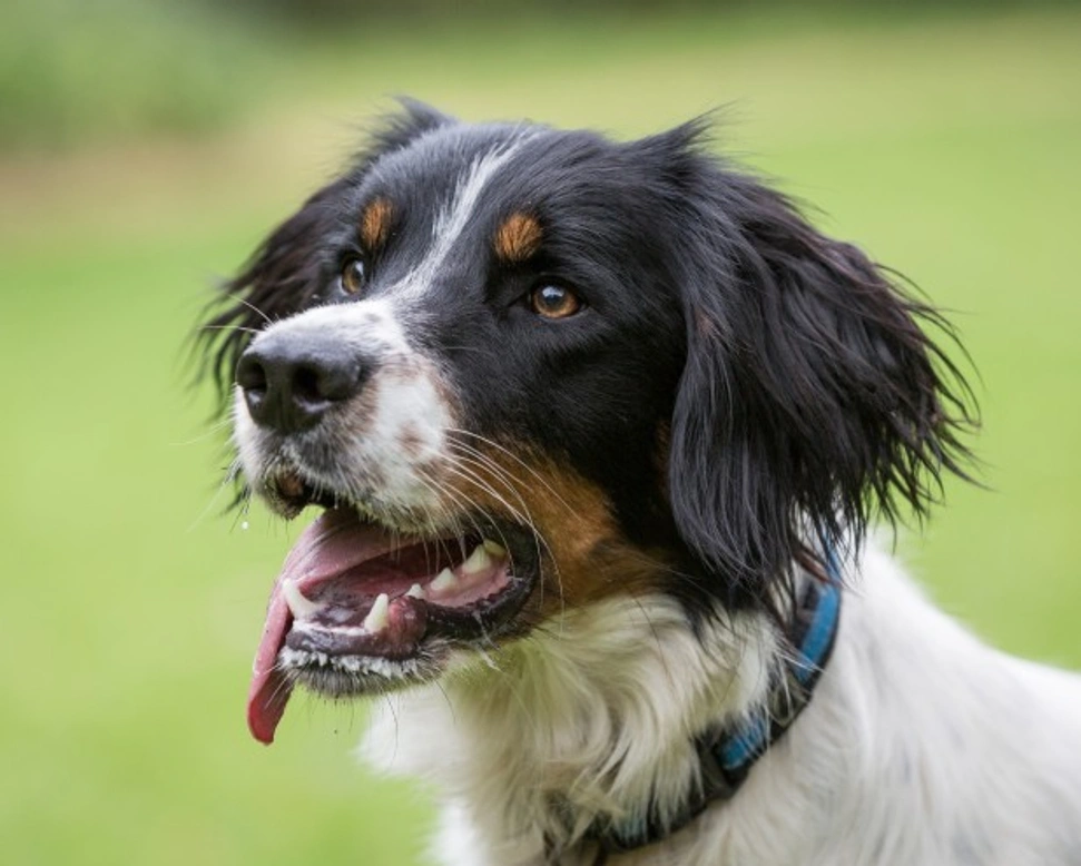 Canine Exercise Intolerance and Gasping: Causes & Solutions