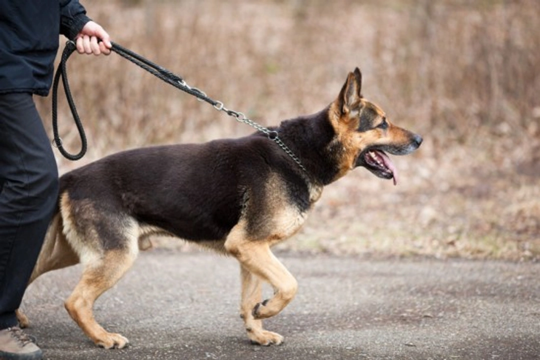 Dog Walking: Key First Steps for Stress-Free Walks