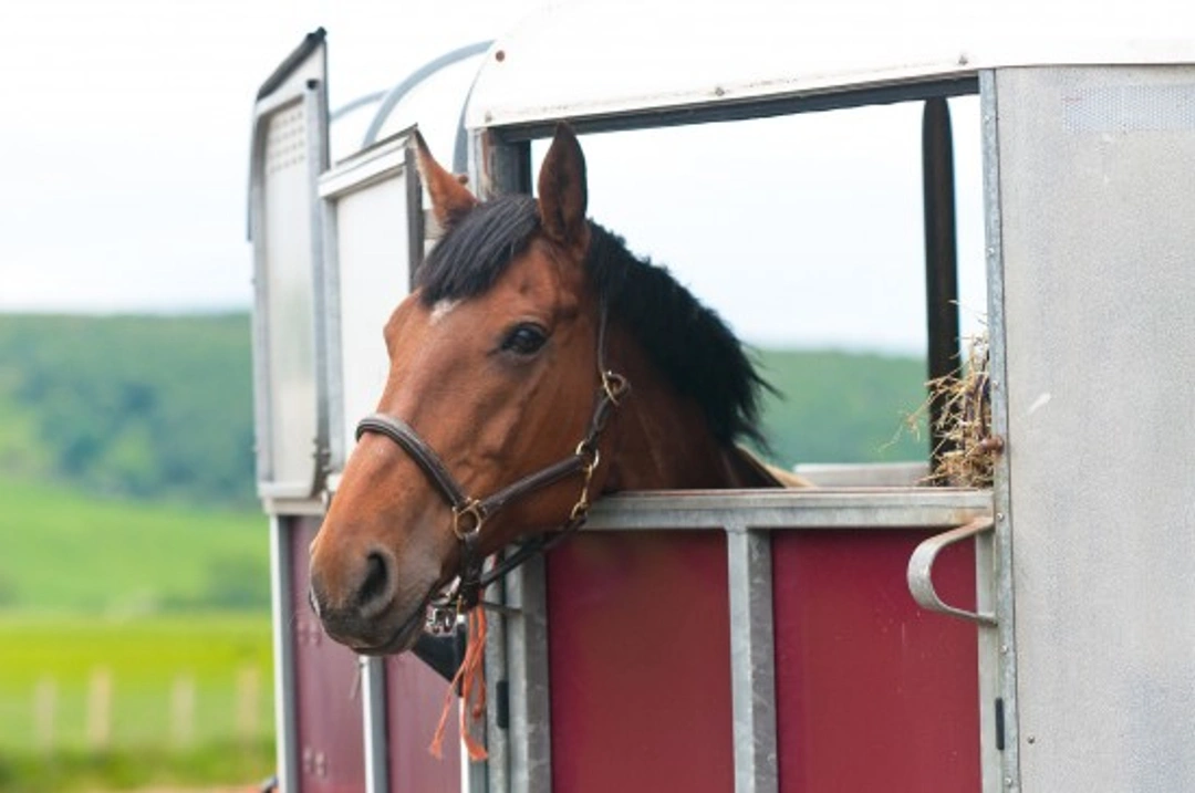 Why Insuring Saddlery & Horse Trailers is Essential