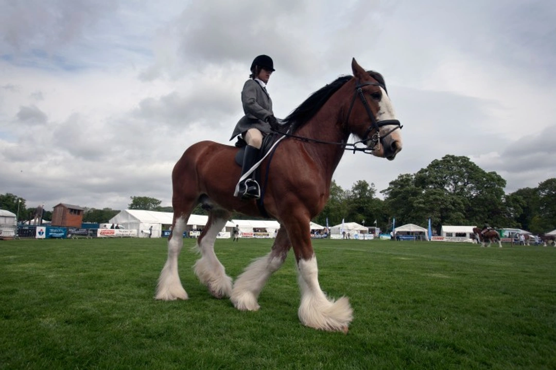 Guide to Ridden Heavy Horses: The New Sport in the UK