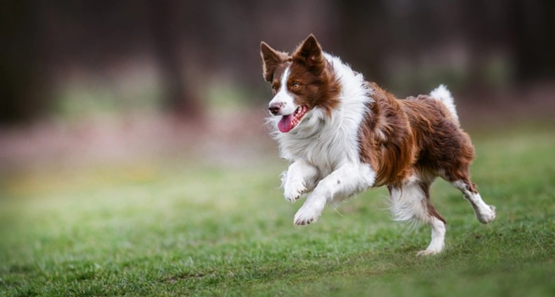 Keeping your dog fit and lean during social distancing
