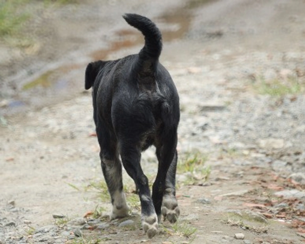 Associazioni animali: CaniSciolti onlus
