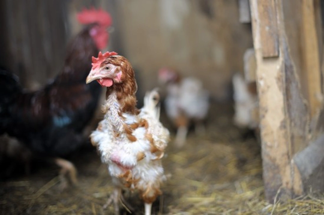 Why Do Chickens Moult? Understanding Their Annual Feather Renewal