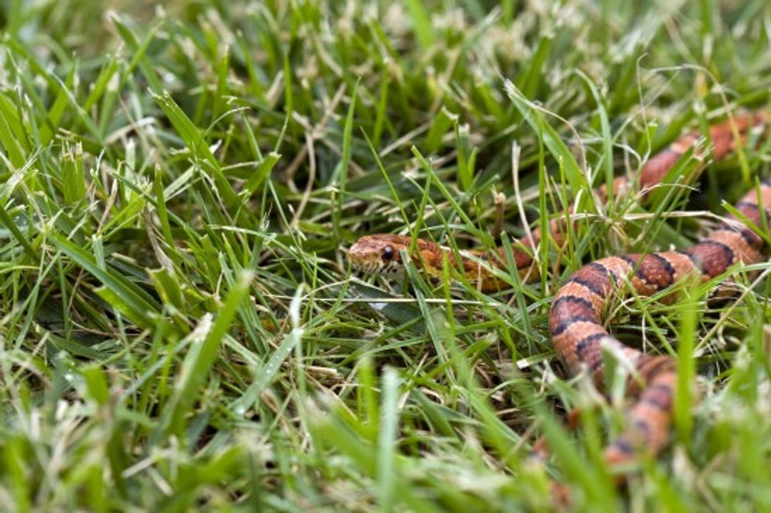 Snakes on the Loose: Why Many Reptiles Are Abandoned in the Wild