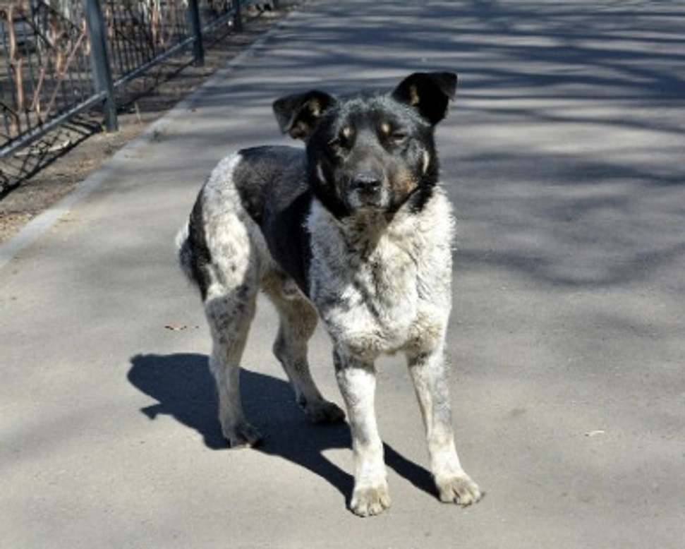 Cane senza microchip: informazioni e regolamentazione in merito