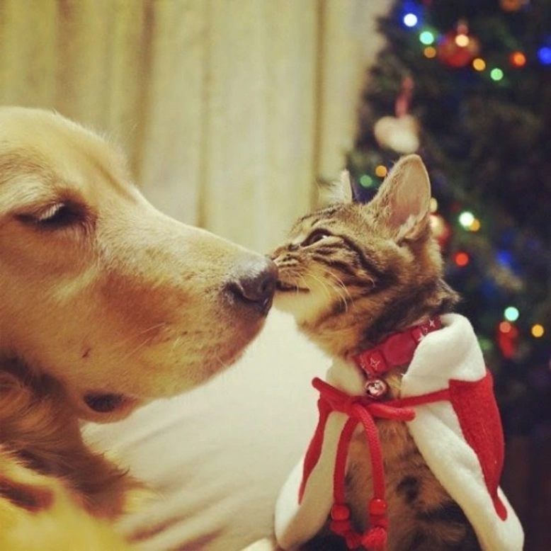 Ichimi y Ponzu: amigos inseparables 