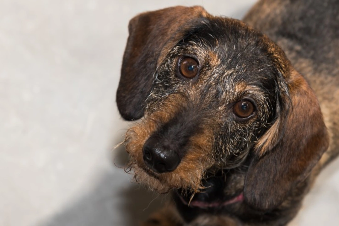 Lafora Disease in Miniature Wirehaired Dachshunds: Symptoms & Care