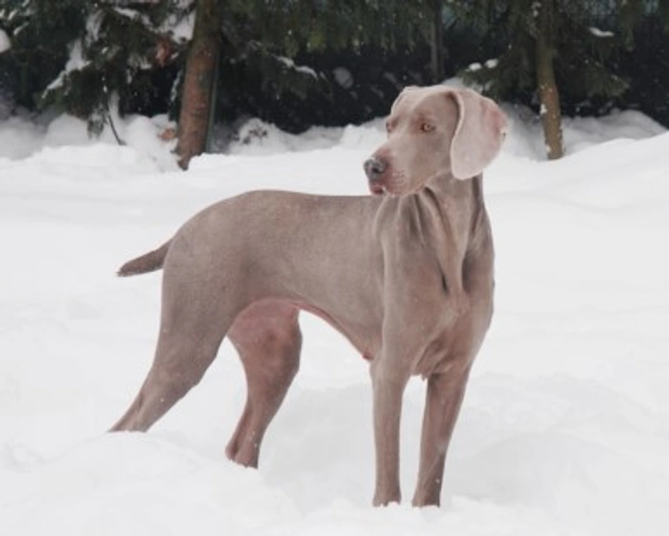 Weimaraner o Bracco di Weimar - Le caratteristiche e sue origini