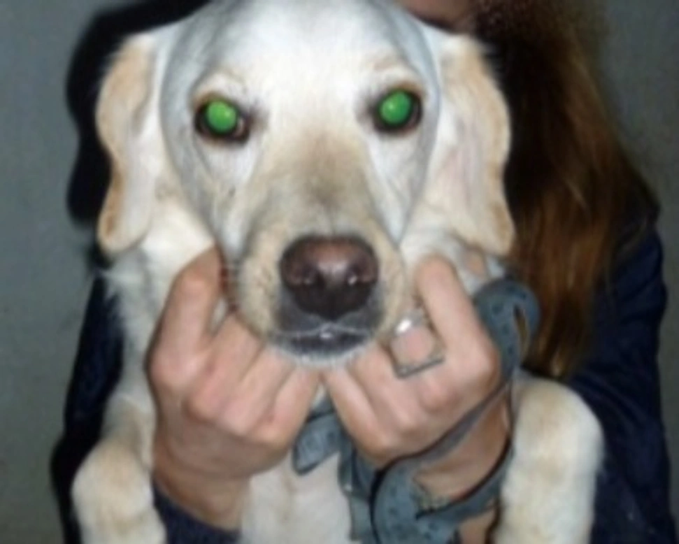 Adozioni cani: la storia di Carlos, dolce Labrador in miniatura