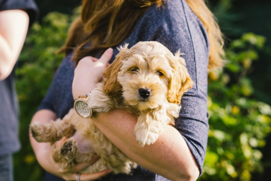 5 Key Summer Safety Tips for Your Cockapoo