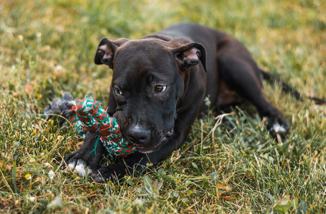 Staffy Puppy Training: Essential Tips for New Owners