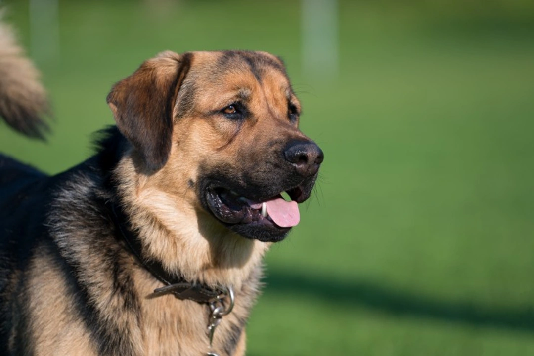 Tonsillar Carcinoma in Dogs: Aggressive Cancer Signs & Care