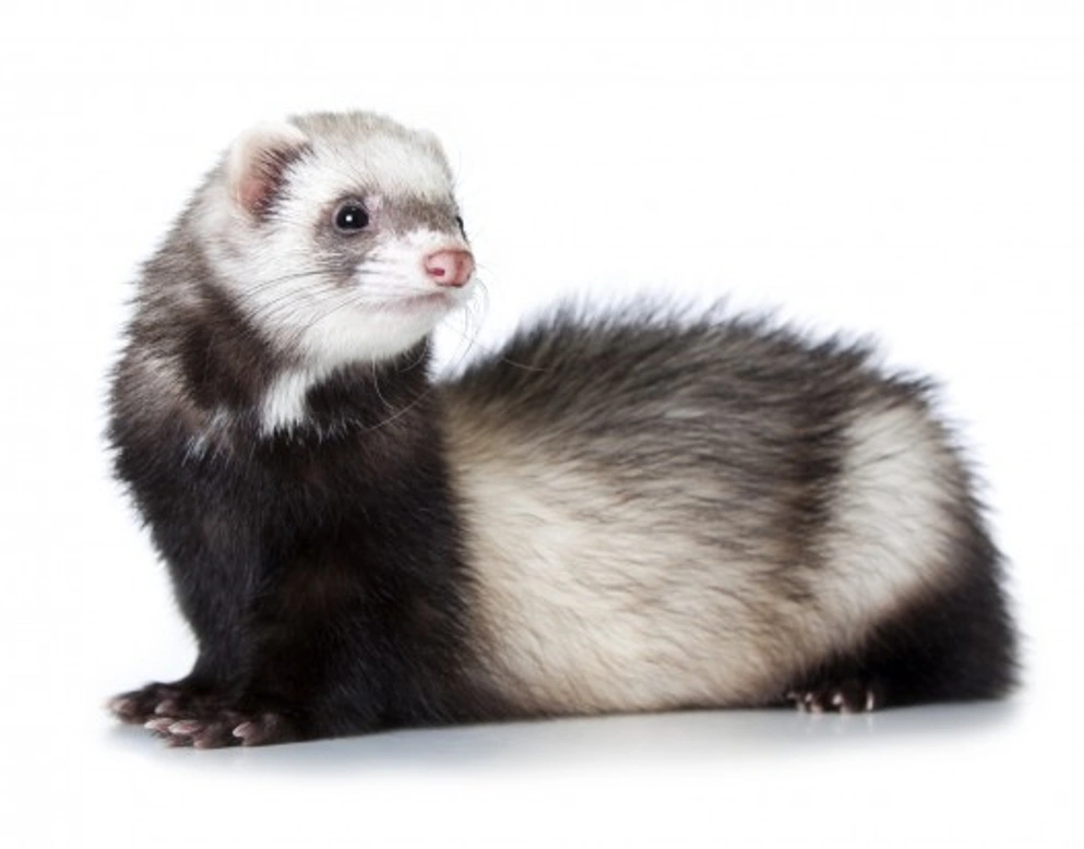 Aleutian Disease in Ferrets: Causes, Symptoms & Care