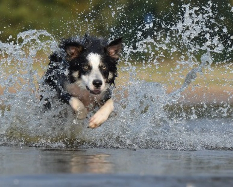 Border Collie: info, consigli e prezzi