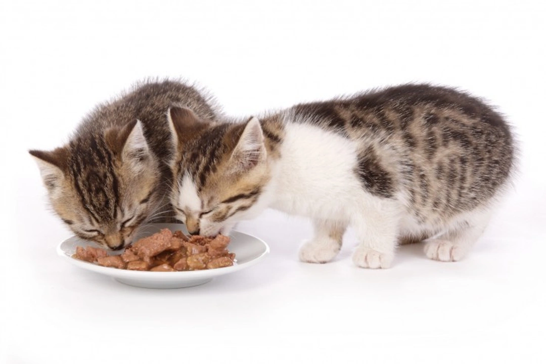Complete Guide to Weaning Kittens for Healthy Growth