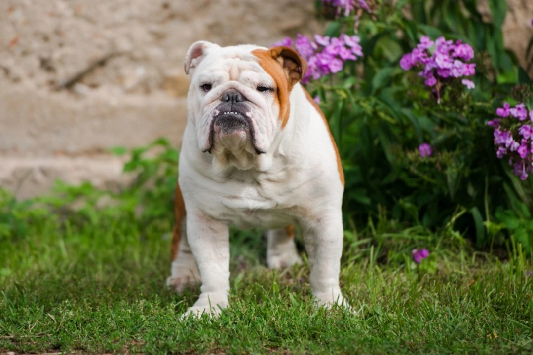 Urge Incontinence in Dogs: Causes, Diagnosis & Care