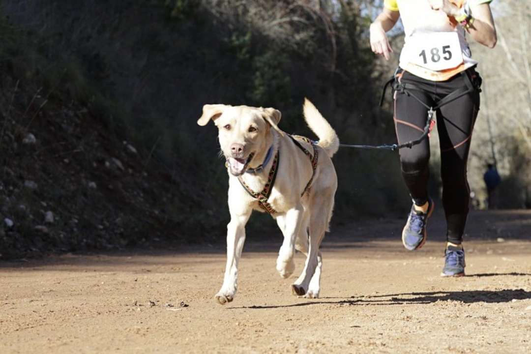 Why Dogs Are Perfect Pets for Active Athletes