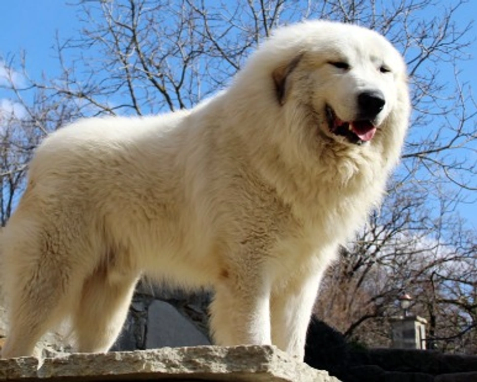Il Cane da Montagna dei Pirenei: guardiano forte, dolce e equilibrato