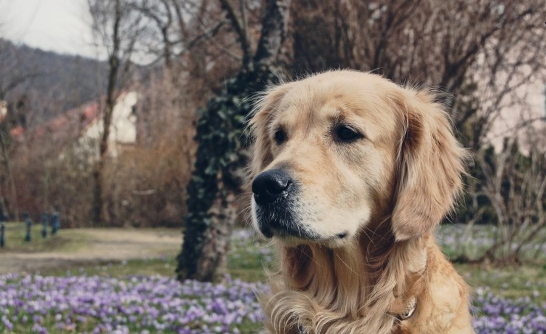 Trichinosis in Dogs: Causes, Symptoms & Treatment Guide